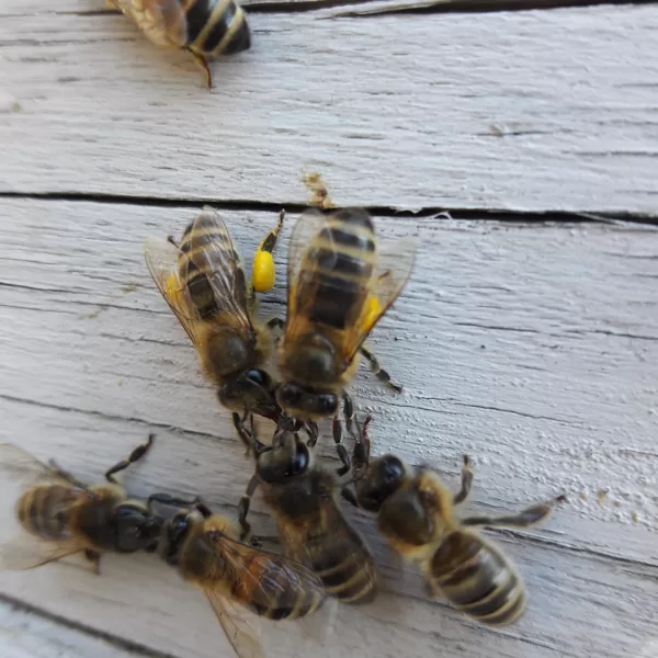 Pavasara pirmais ienesums